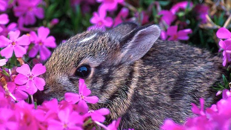 Baby Eastern Cottontail Rabbit, Indiana